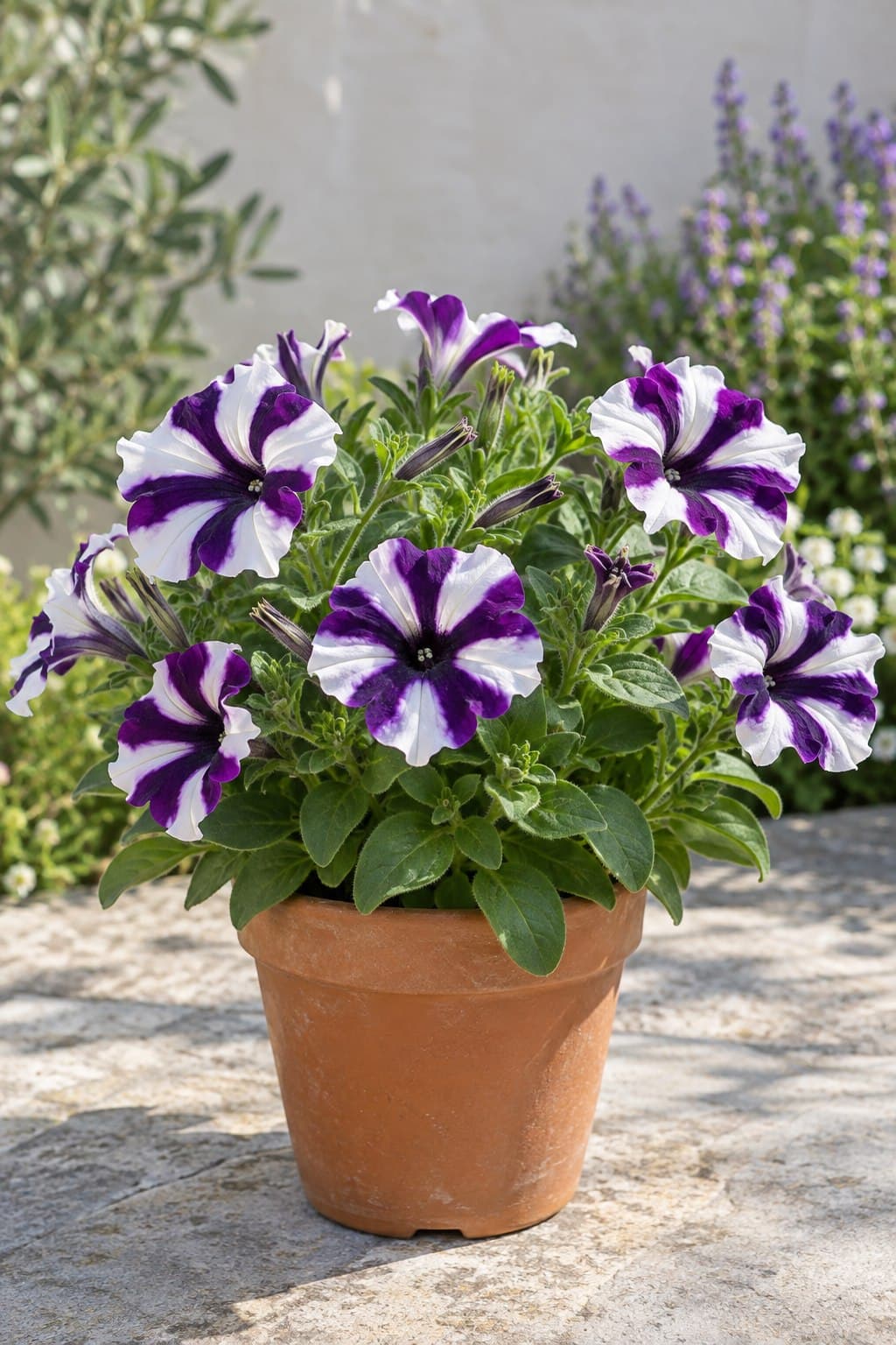 Petunia