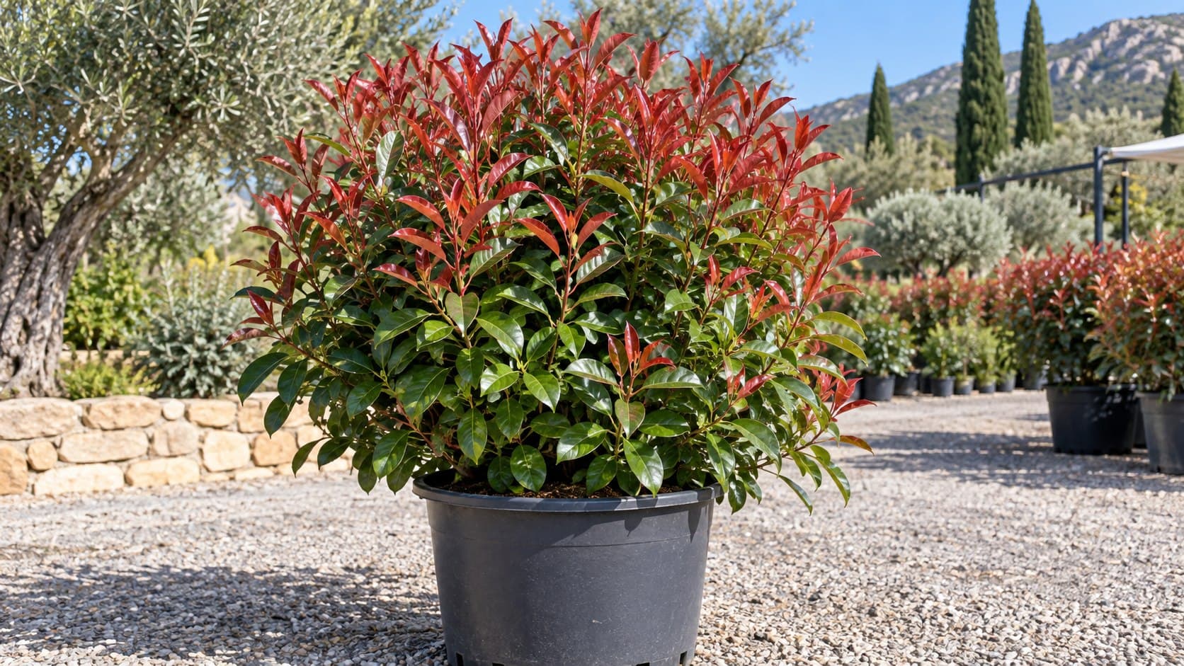Photinia