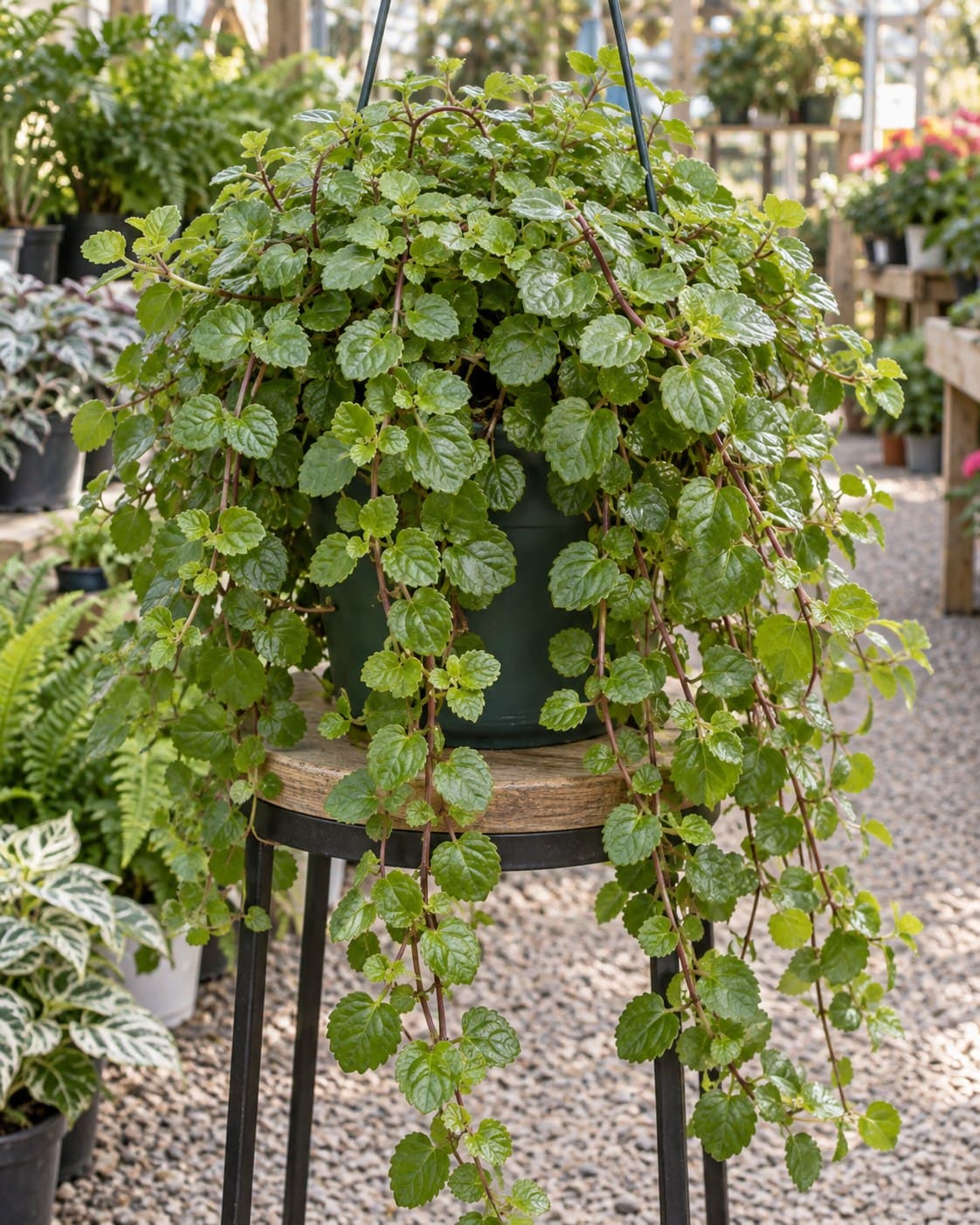 Planta del dinero