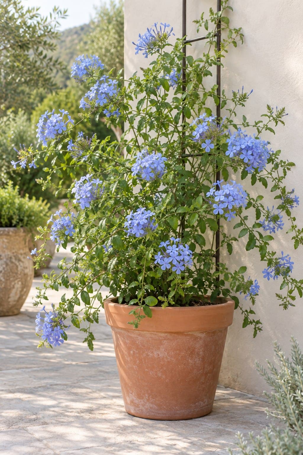 Plumbago