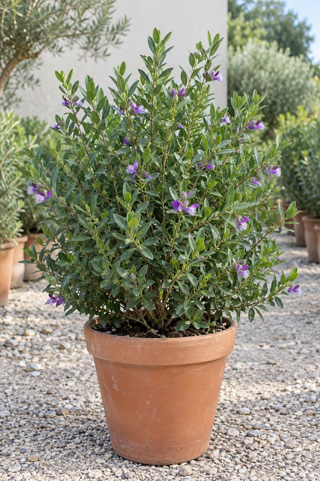 Polygala