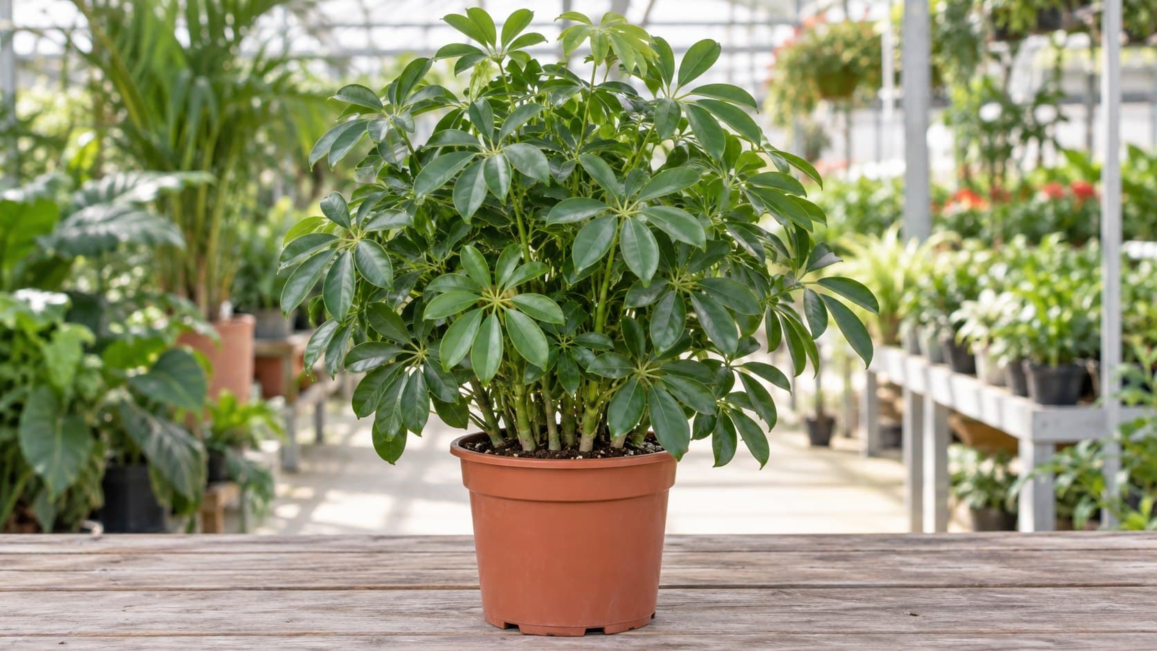 Schefflera verde