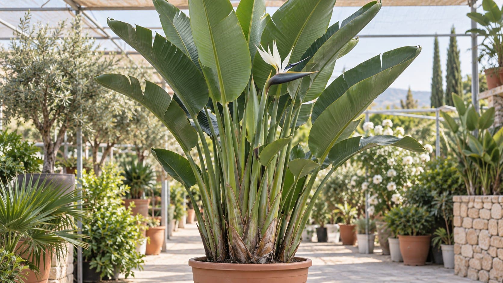 Strelitzia alba