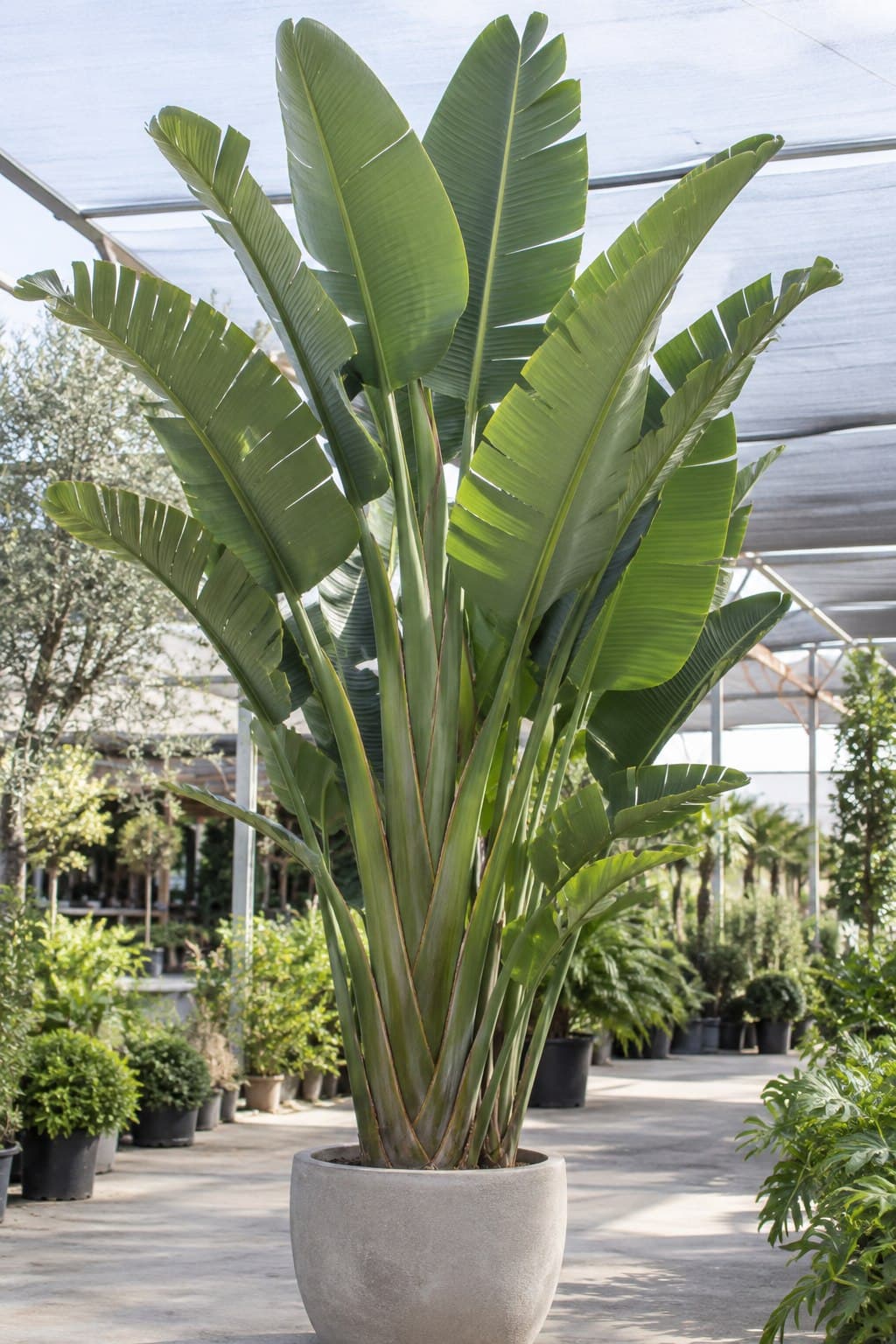 Strelitzia gigante