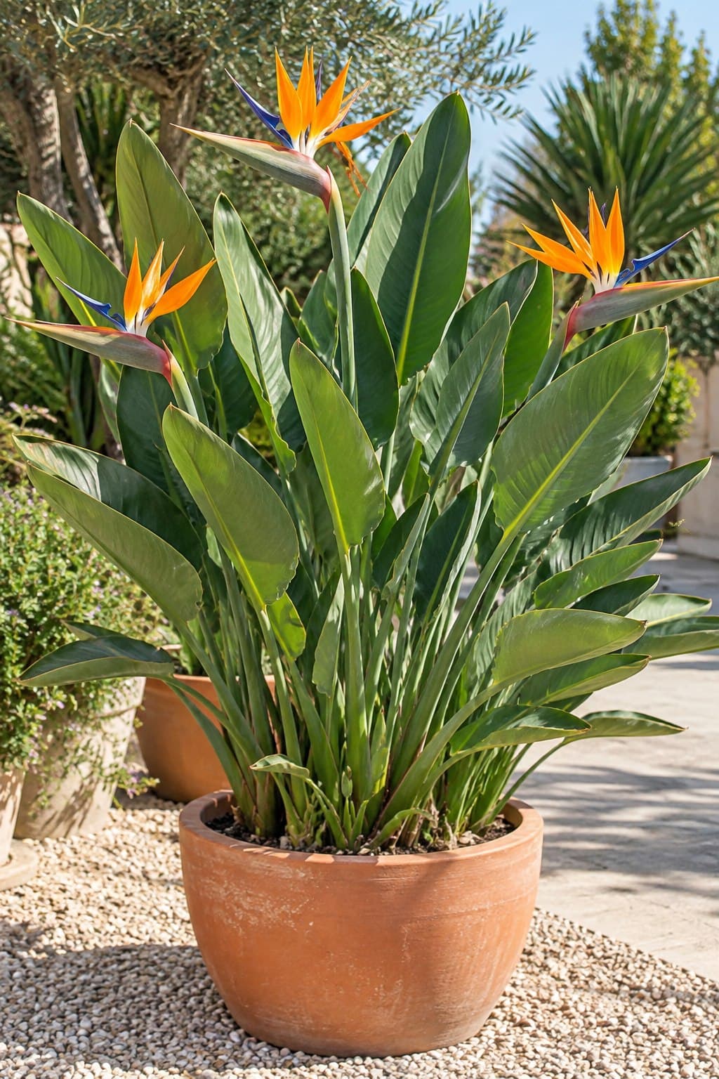 Strelitzia reginae
