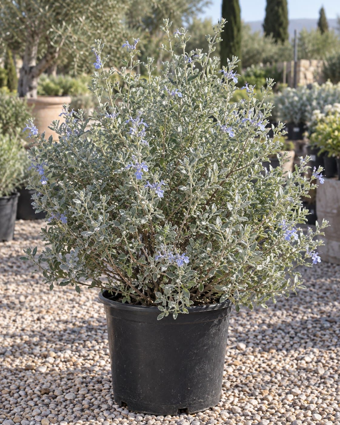 Teucrium