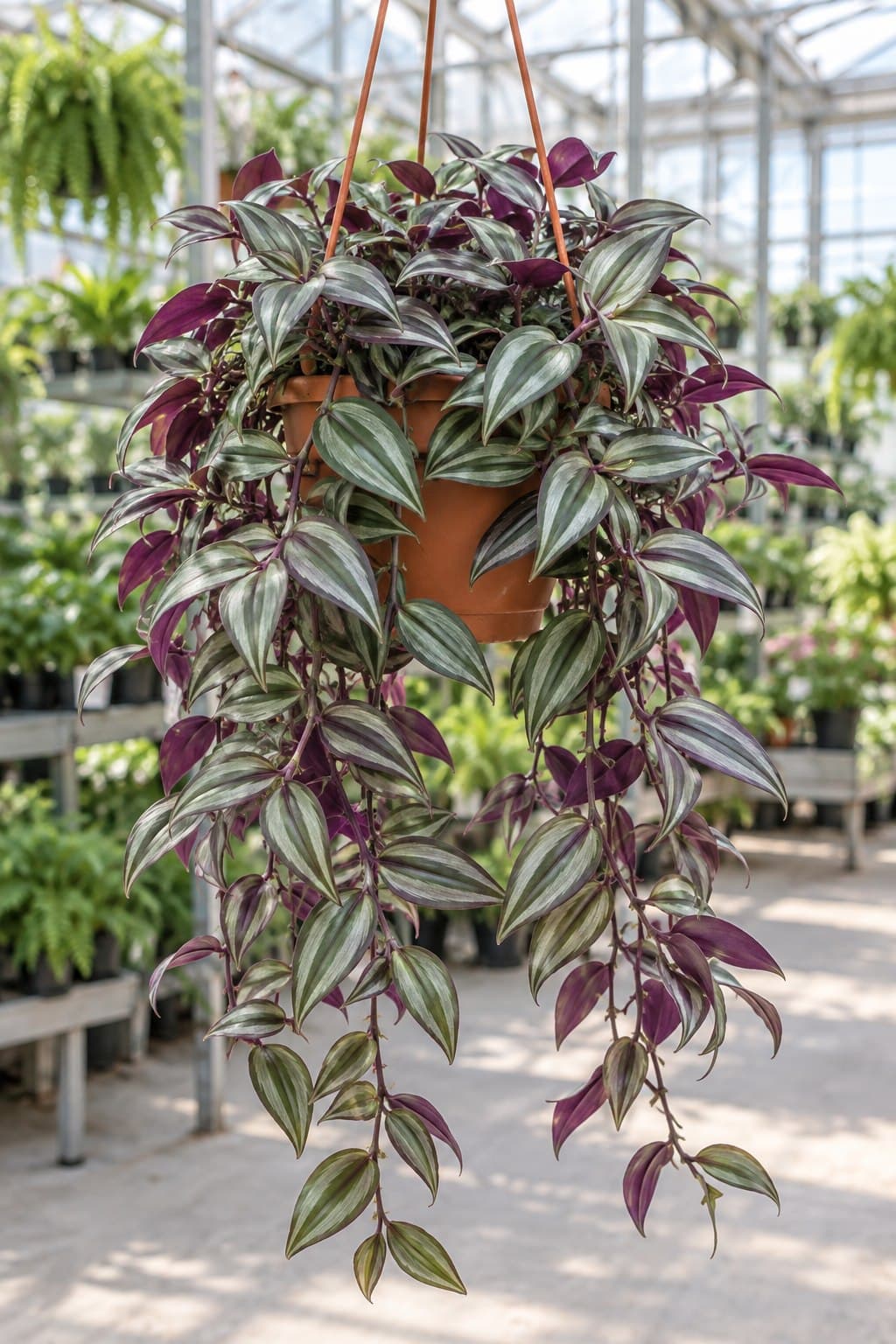 Tradescantia